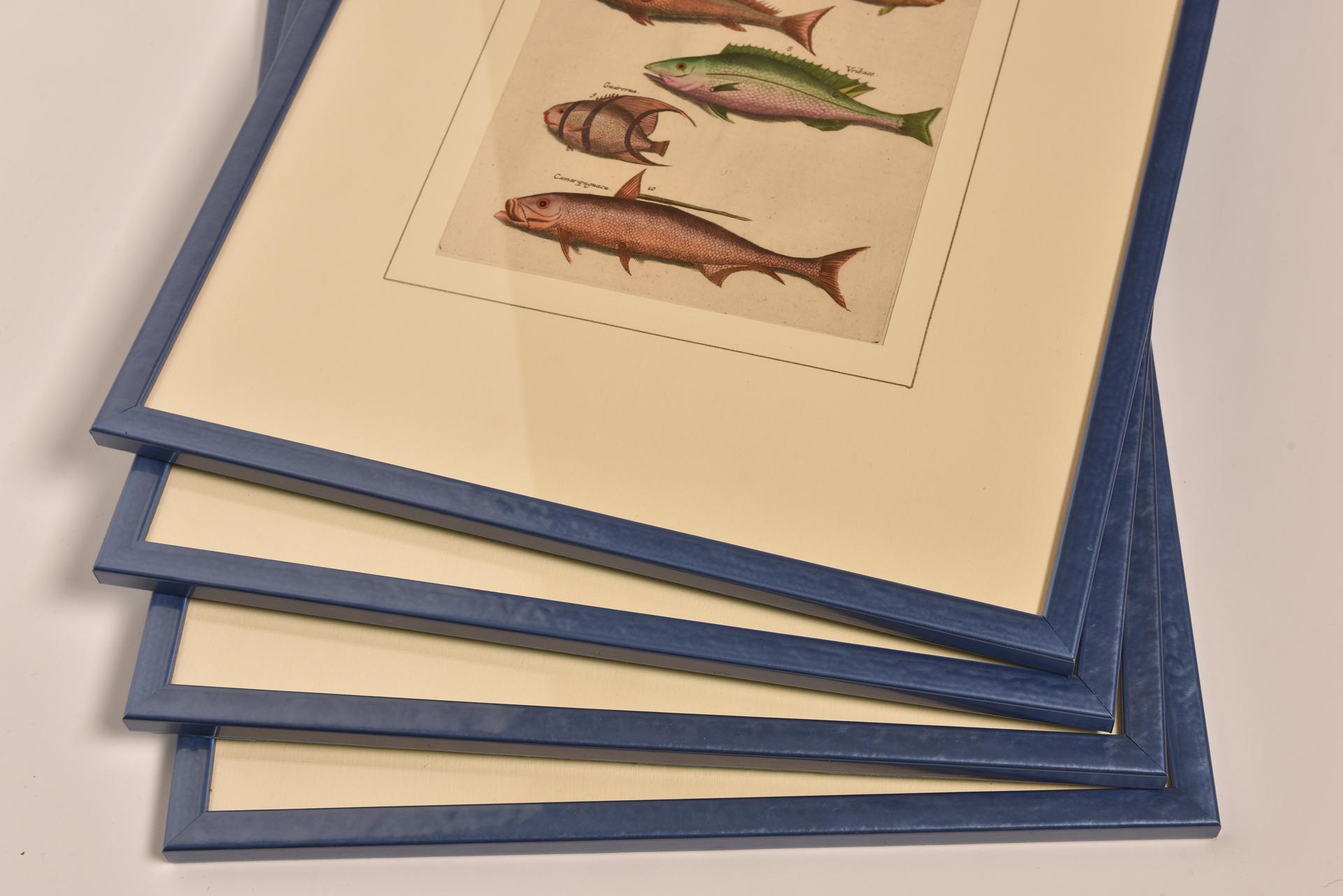 Antique Prints with Fishes Latin Edition For Sale 11