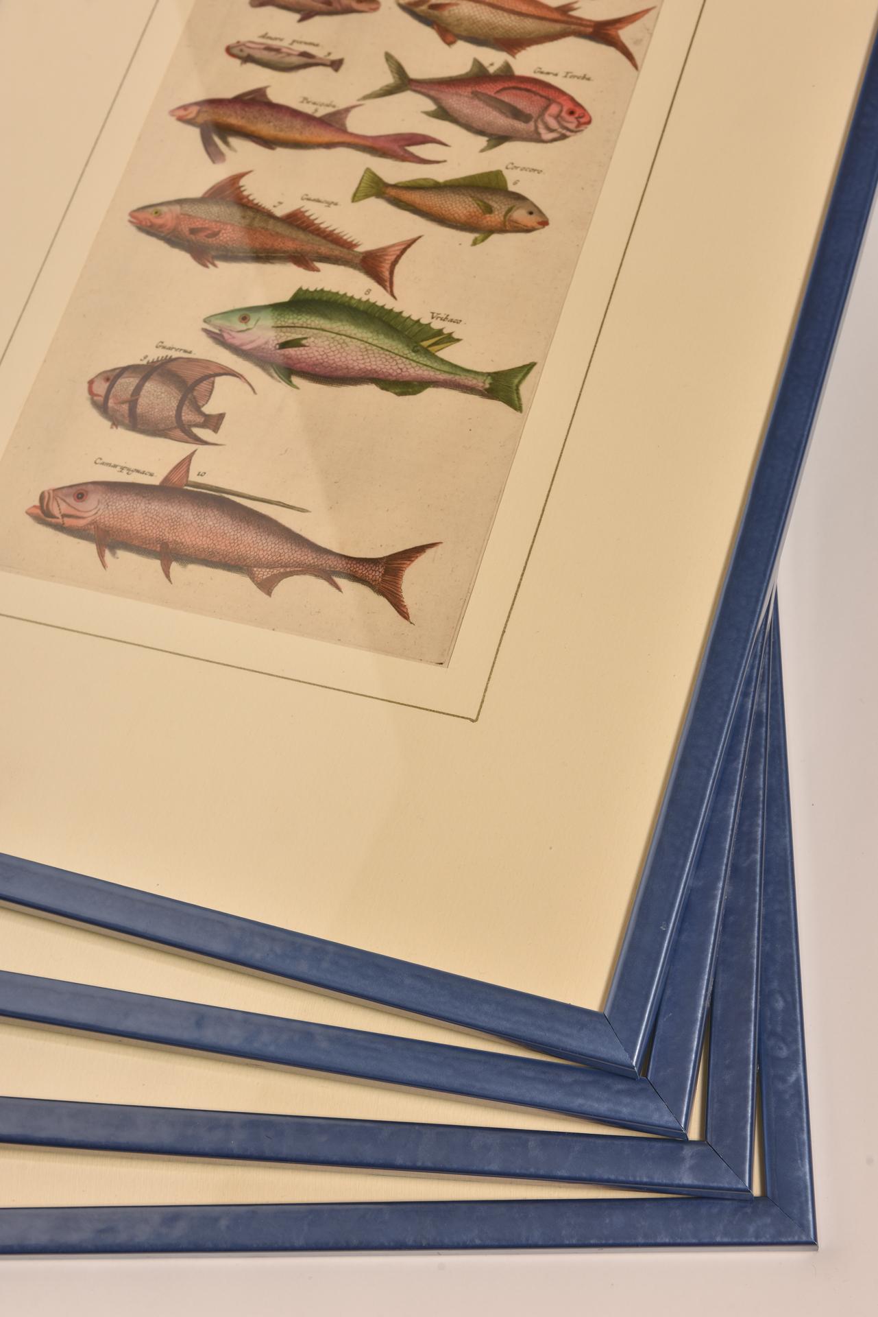 Antique Prints with Fishes Latin Edition For Sale 12