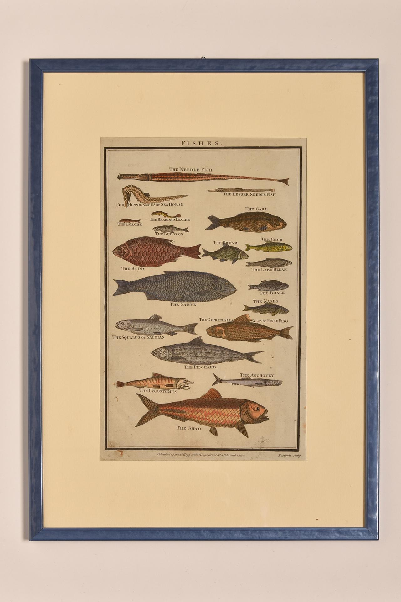 Beaux Arts Antique Prints with Fishes For Sale