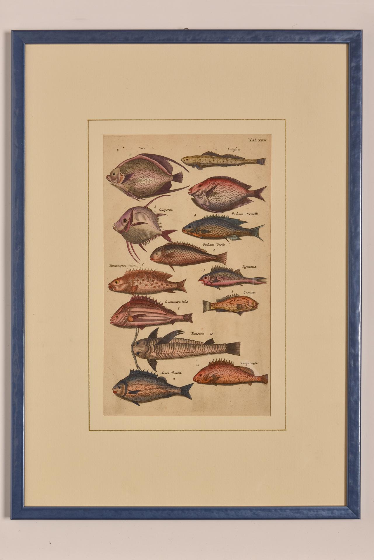 Beaux Arts Antique Prints with Fishes Latin Edition For Sale