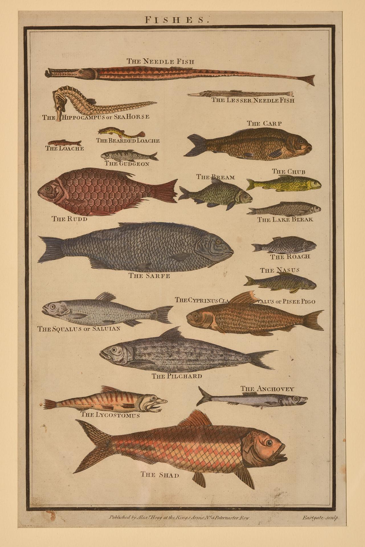 English Antique Prints with Fishes For Sale