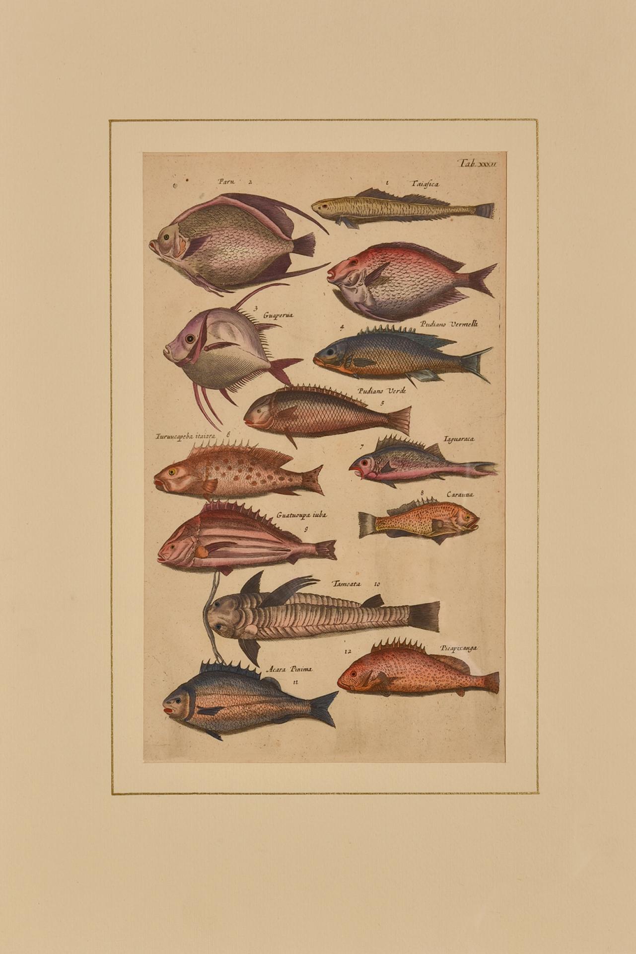 English Antique Prints with Fishes Latin Edition For Sale