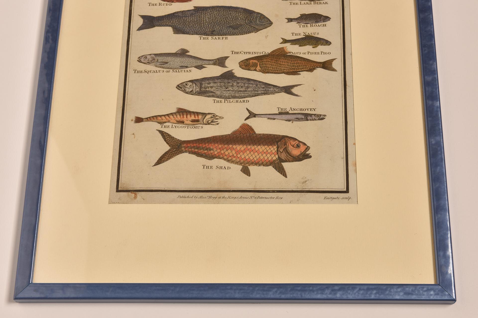 Cold-Painted Antique Prints with Fishes For Sale