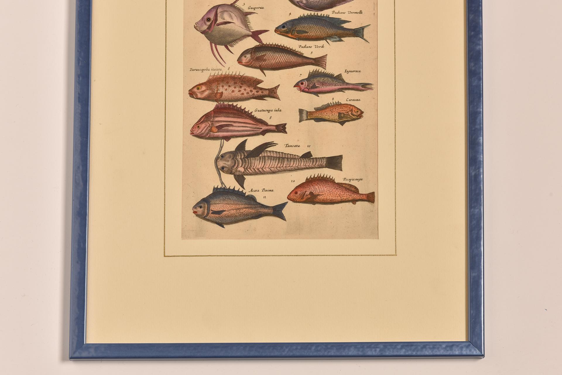 Cold-Painted Antique Prints with Fishes Latin Edition For Sale