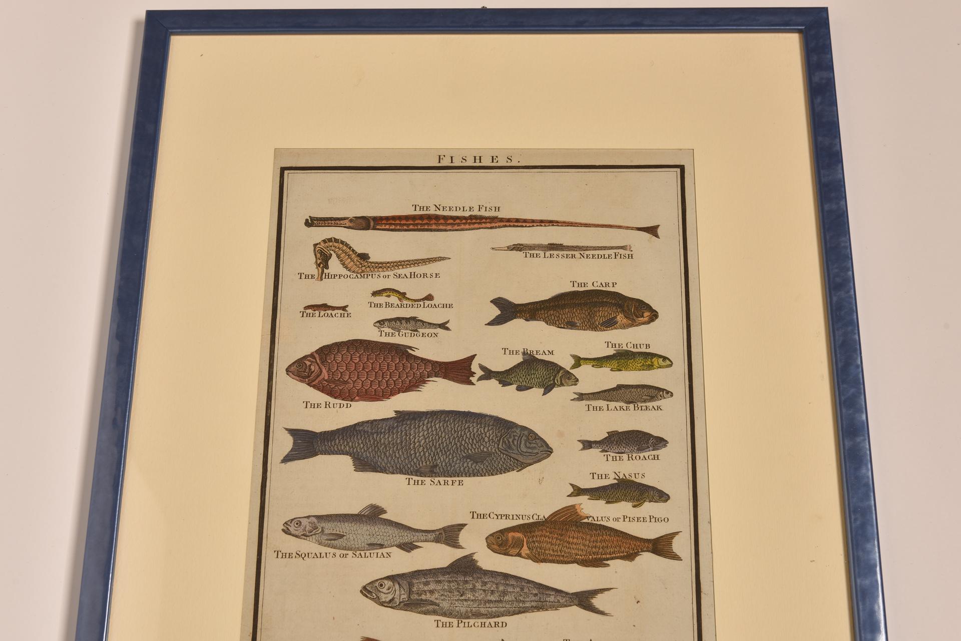Impressions anciennes avec poissons Excellent état - En vente à Alessandria, Piemonte