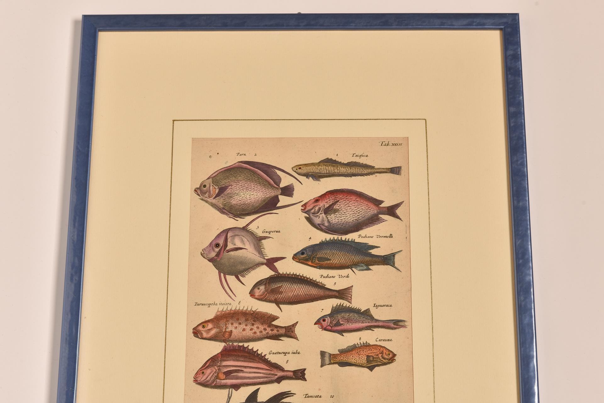 Impressions anciennes avec poissons édition latine Excellent état - En vente à Alessandria, Piemonte