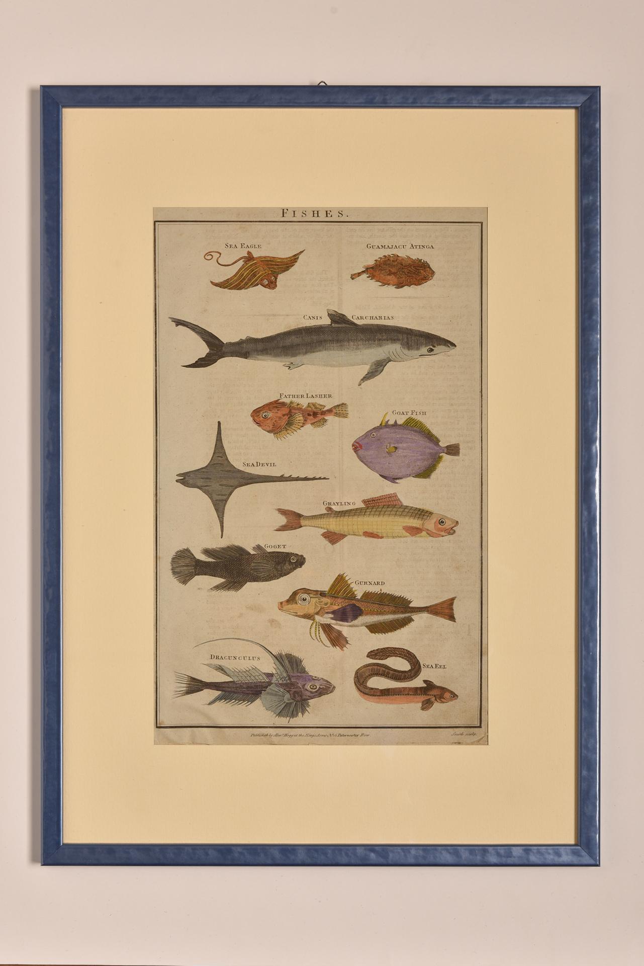 19th Century Antique Prints with Fishes For Sale