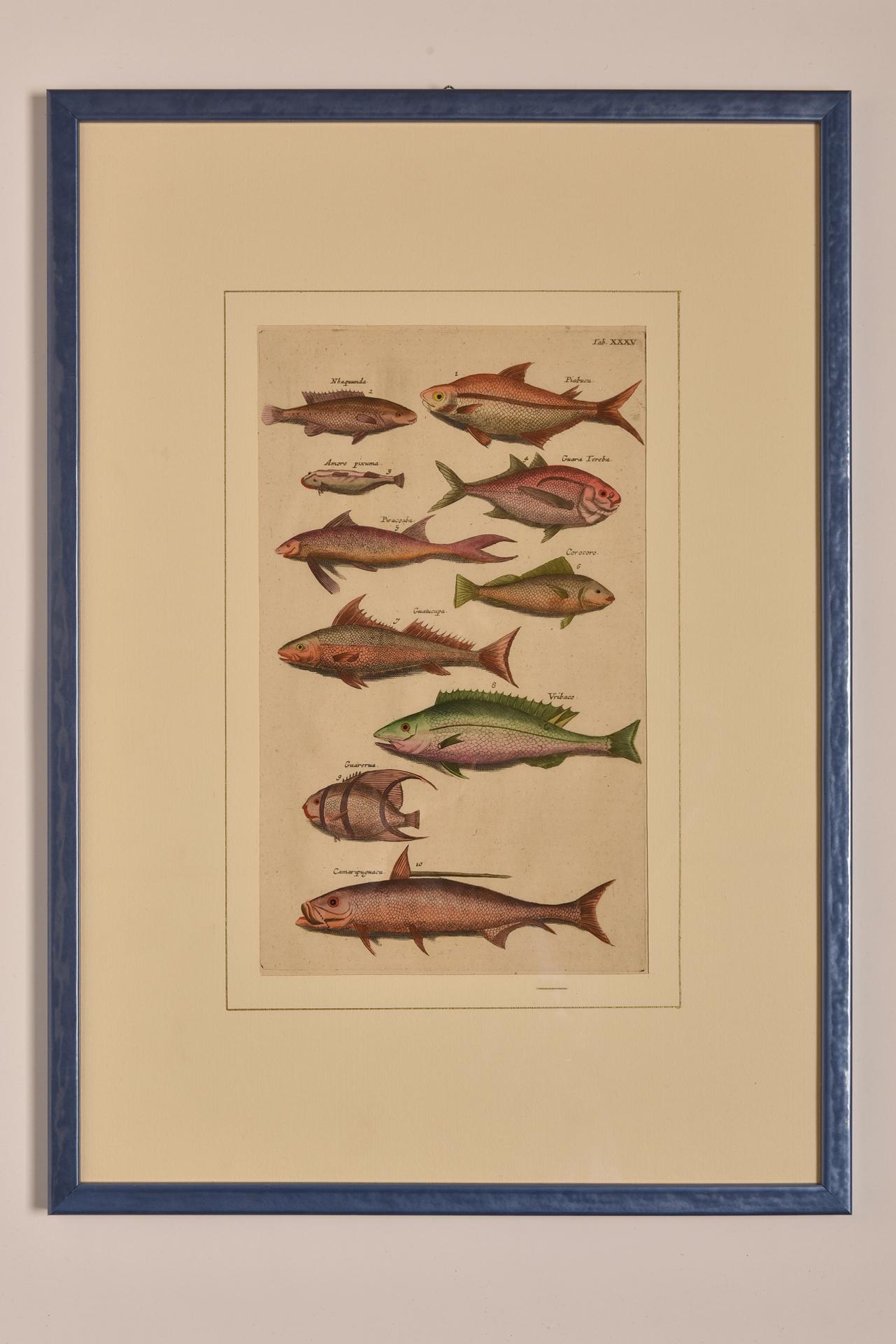 19th Century Antique Prints with Fishes Latin Edition For Sale