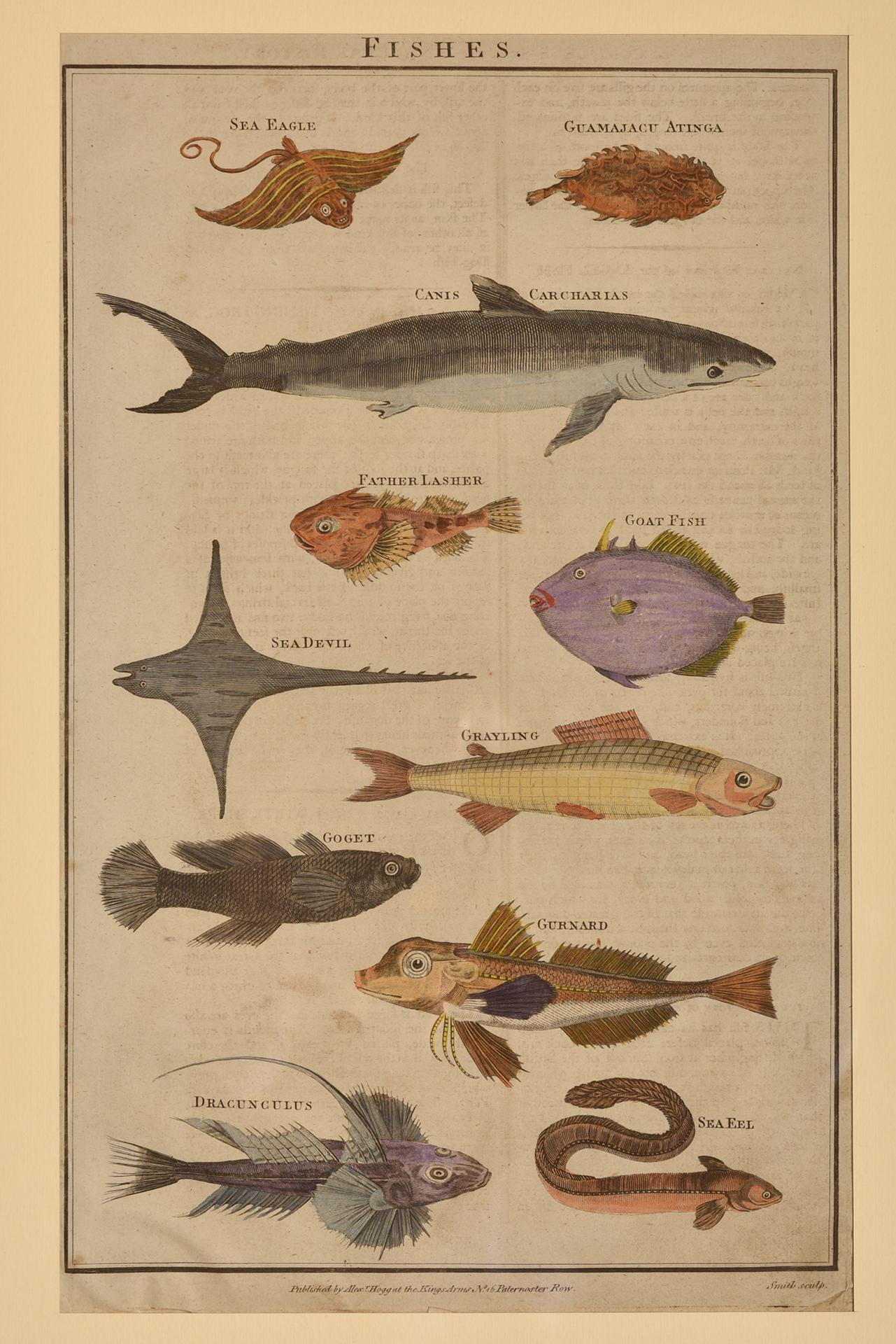 Papier Impressions anciennes avec poissons en vente