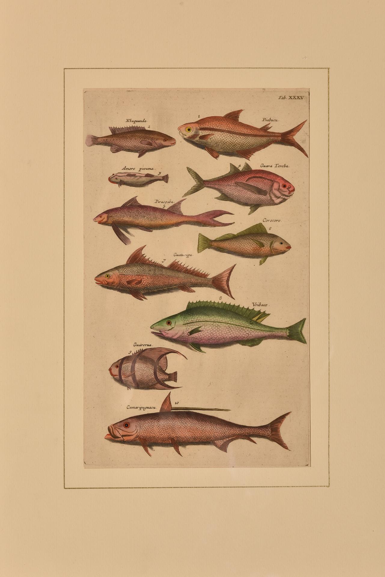 Paper Antique Prints with Fishes Latin Edition For Sale