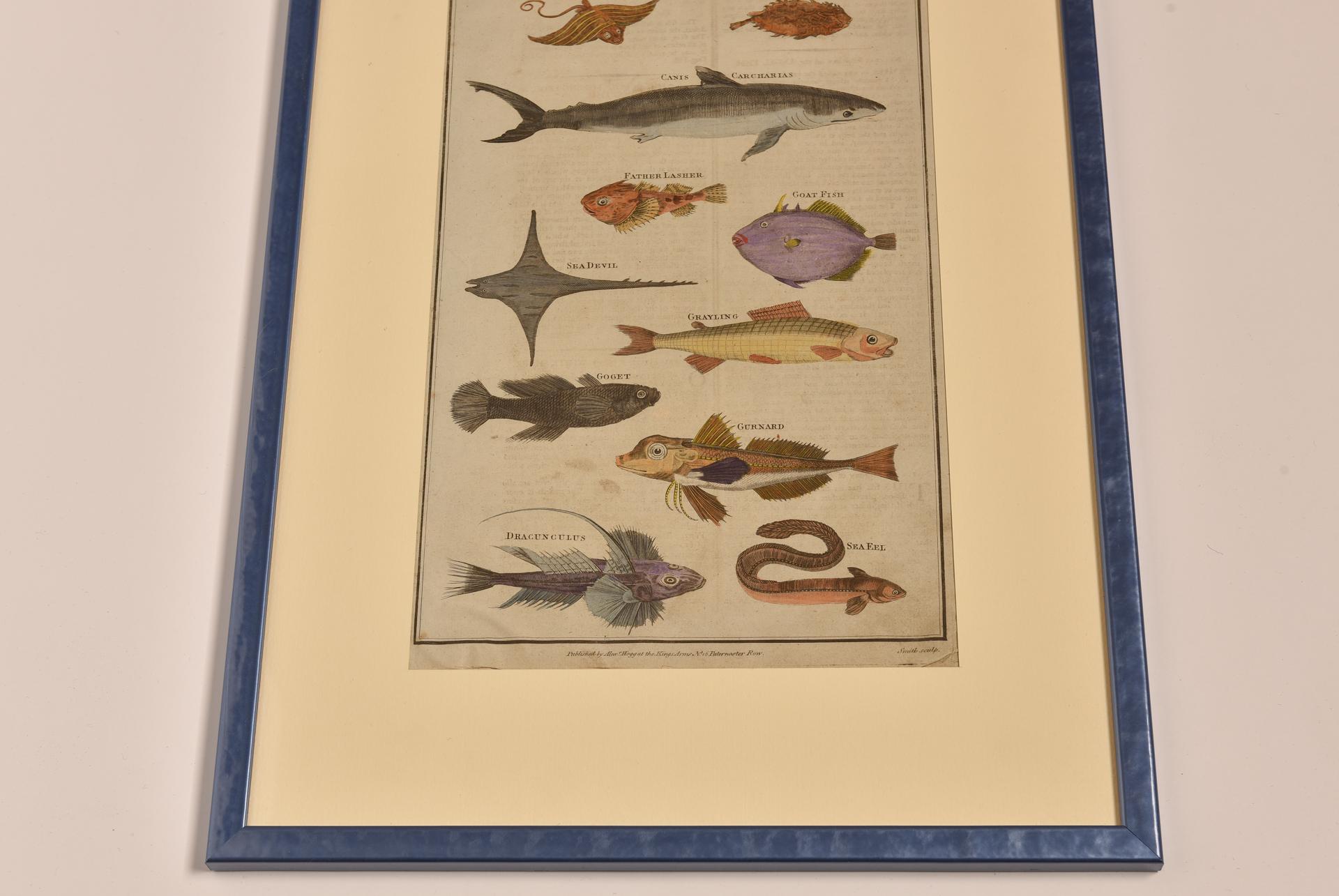 Antique Prints with Fishes For Sale 1