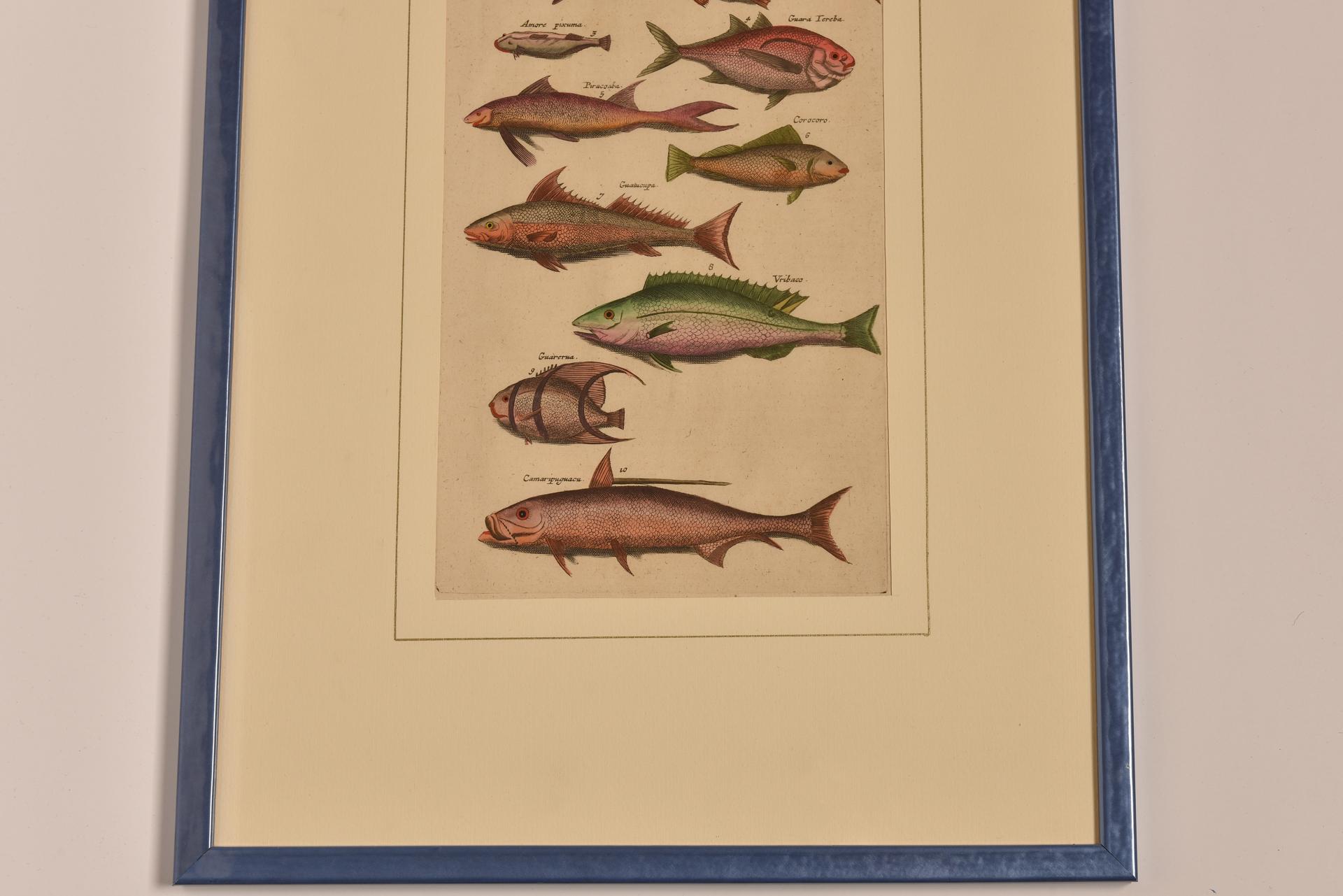 Antique Prints with Fishes Latin Edition For Sale 1