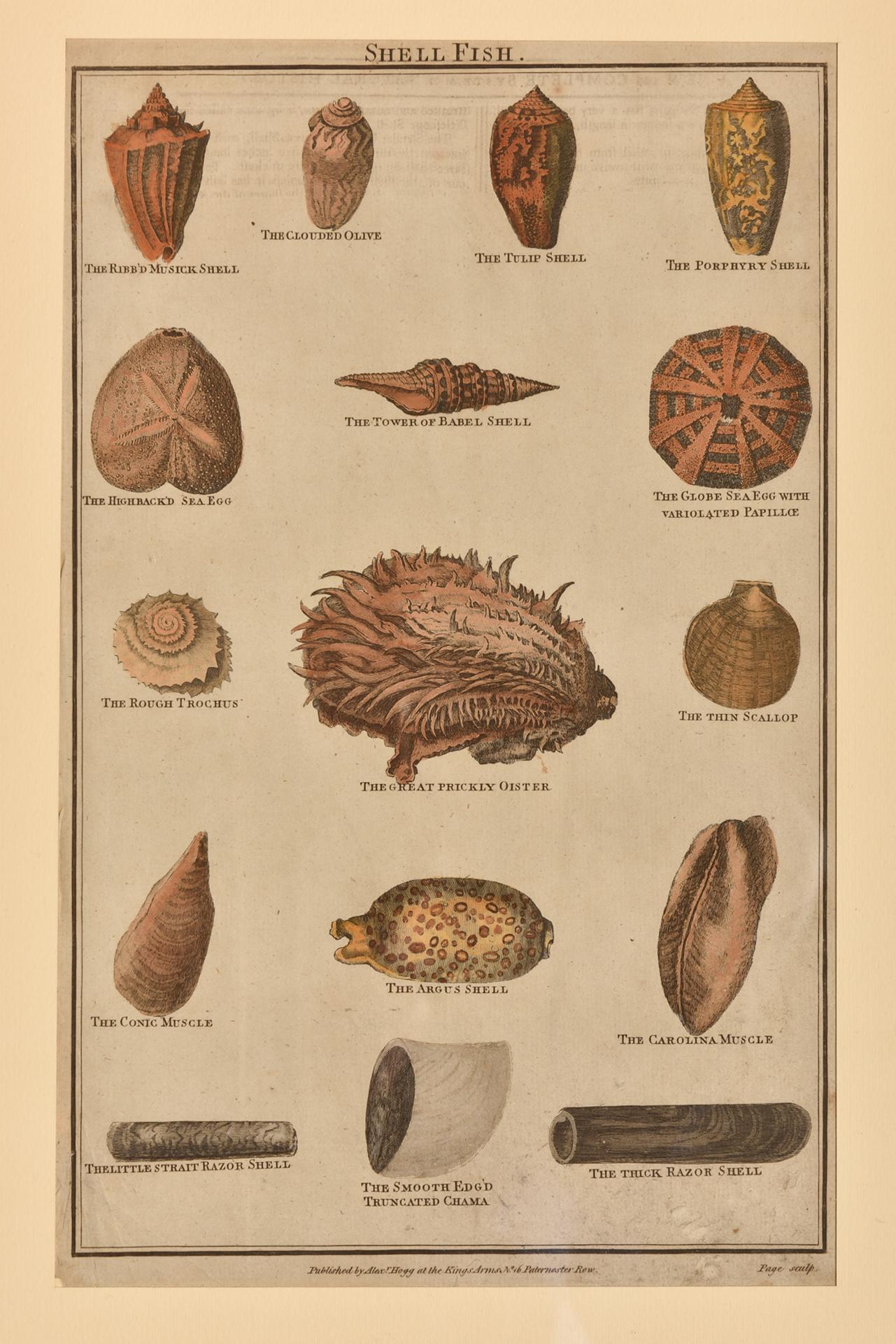 Antique Prints with Shells For Sale 2