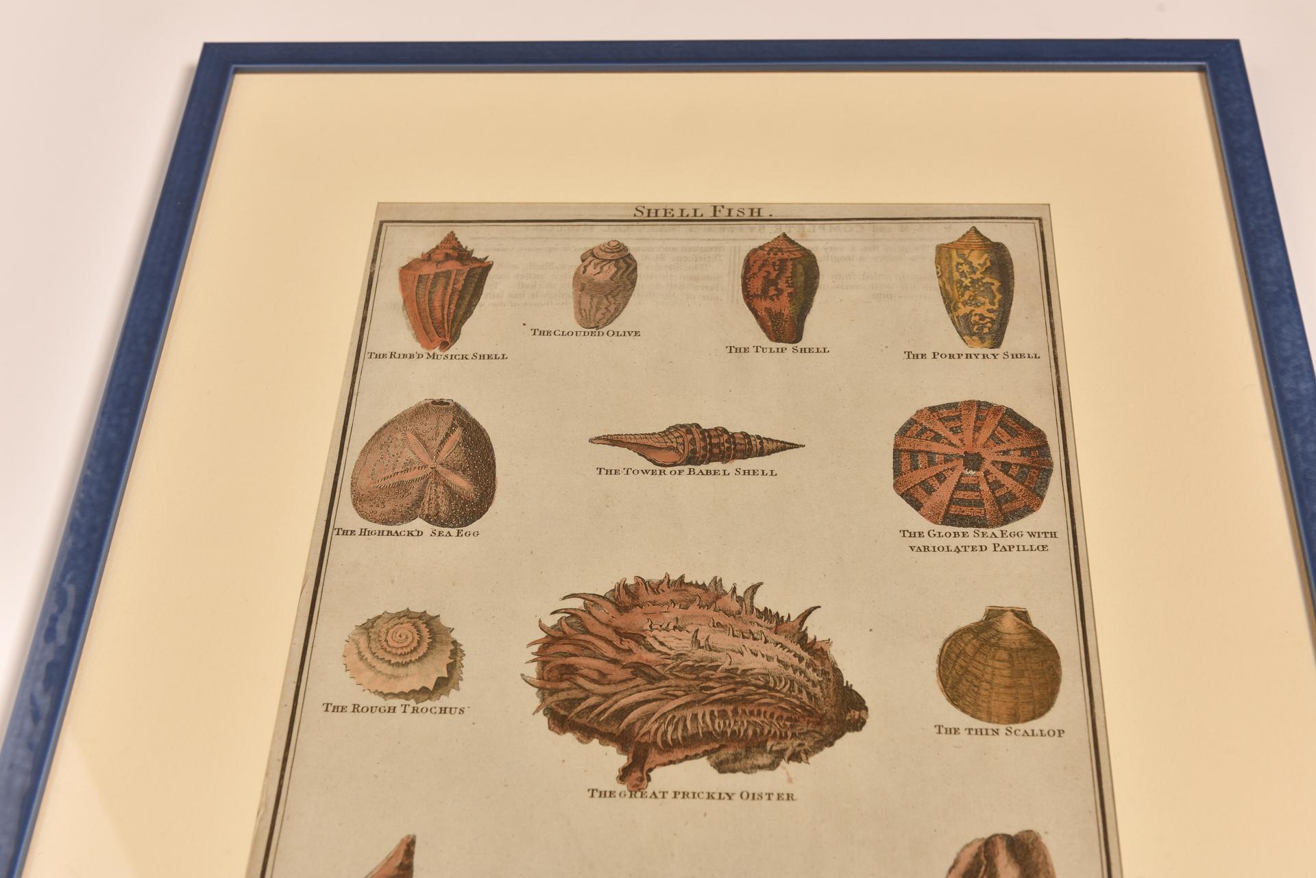 Antique Prints with Shells For Sale 3