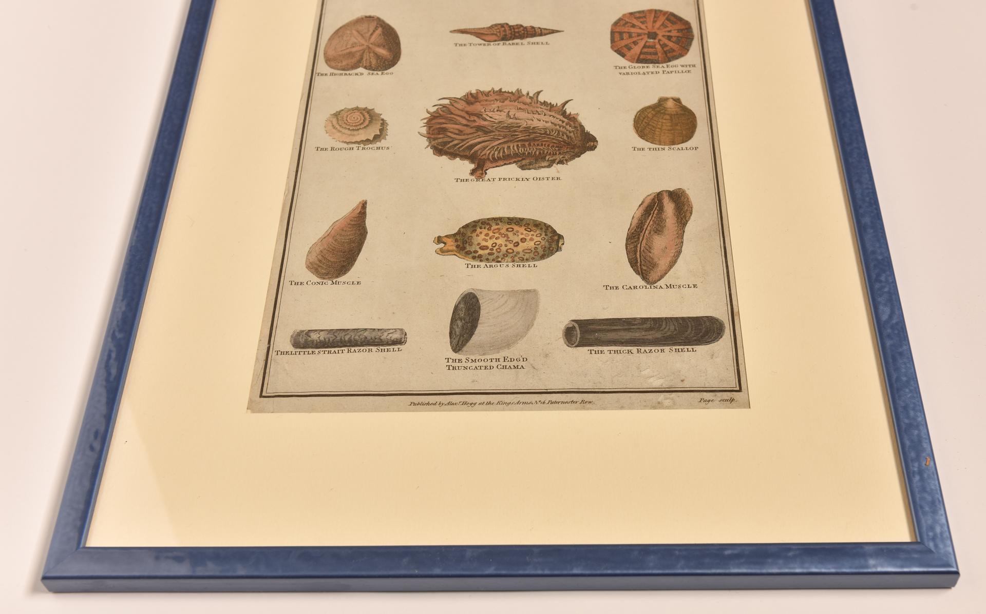 Antique Prints with Shells For Sale 4