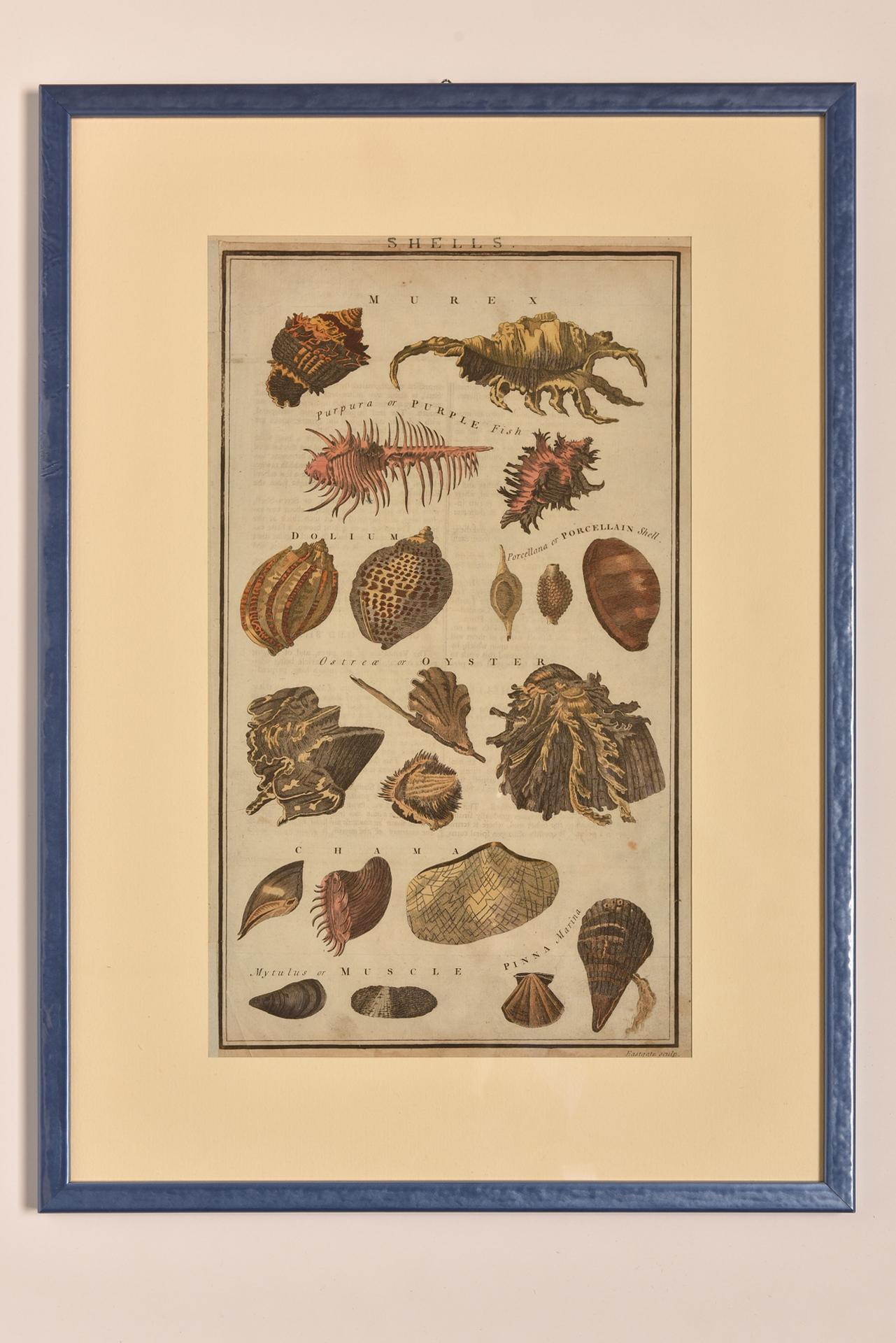 Antique Prints with Shells For Sale 5