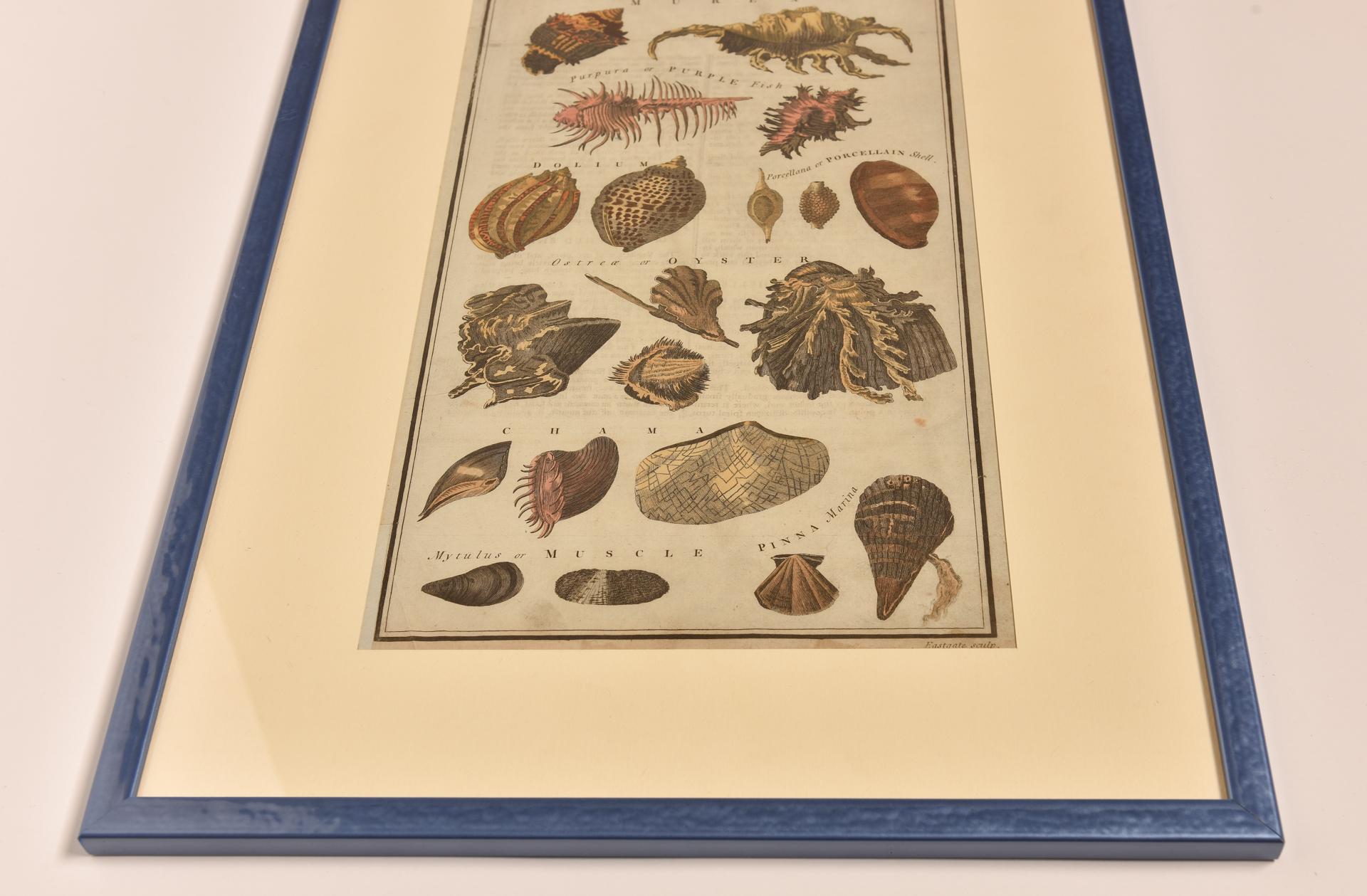 Antique Prints with Shells For Sale 6