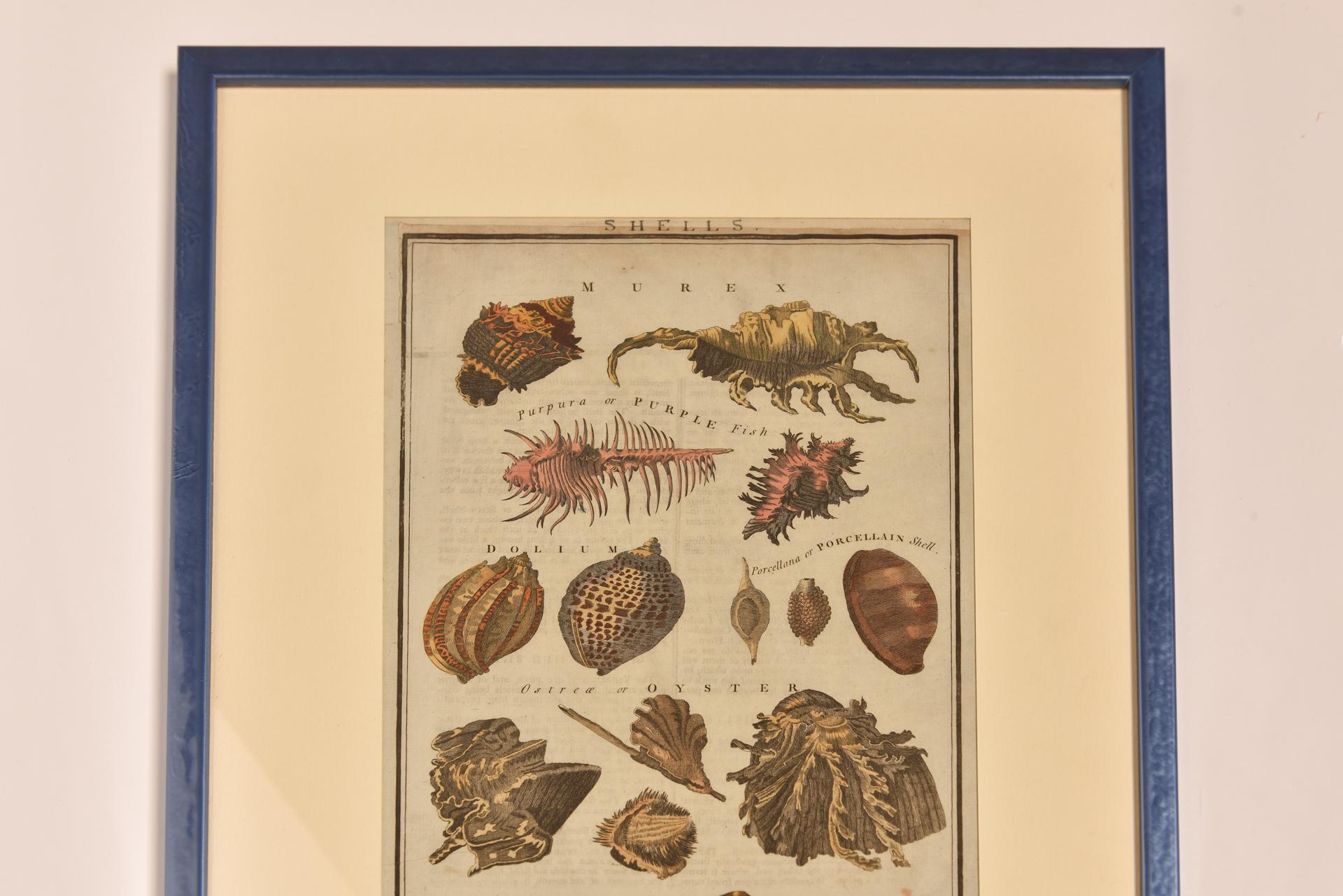 Antique Prints with Shells For Sale 7