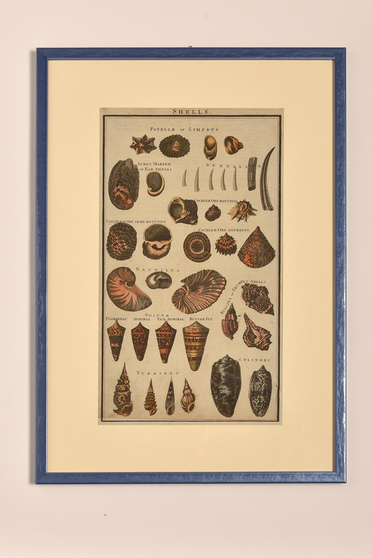Antique Prints with Shells For Sale 8