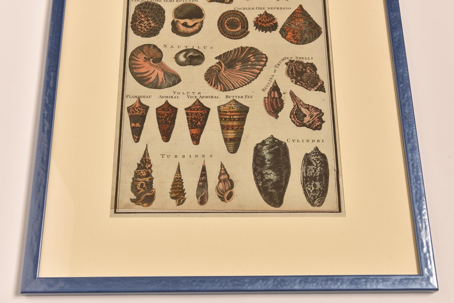 Antique Prints with Shells For Sale 9