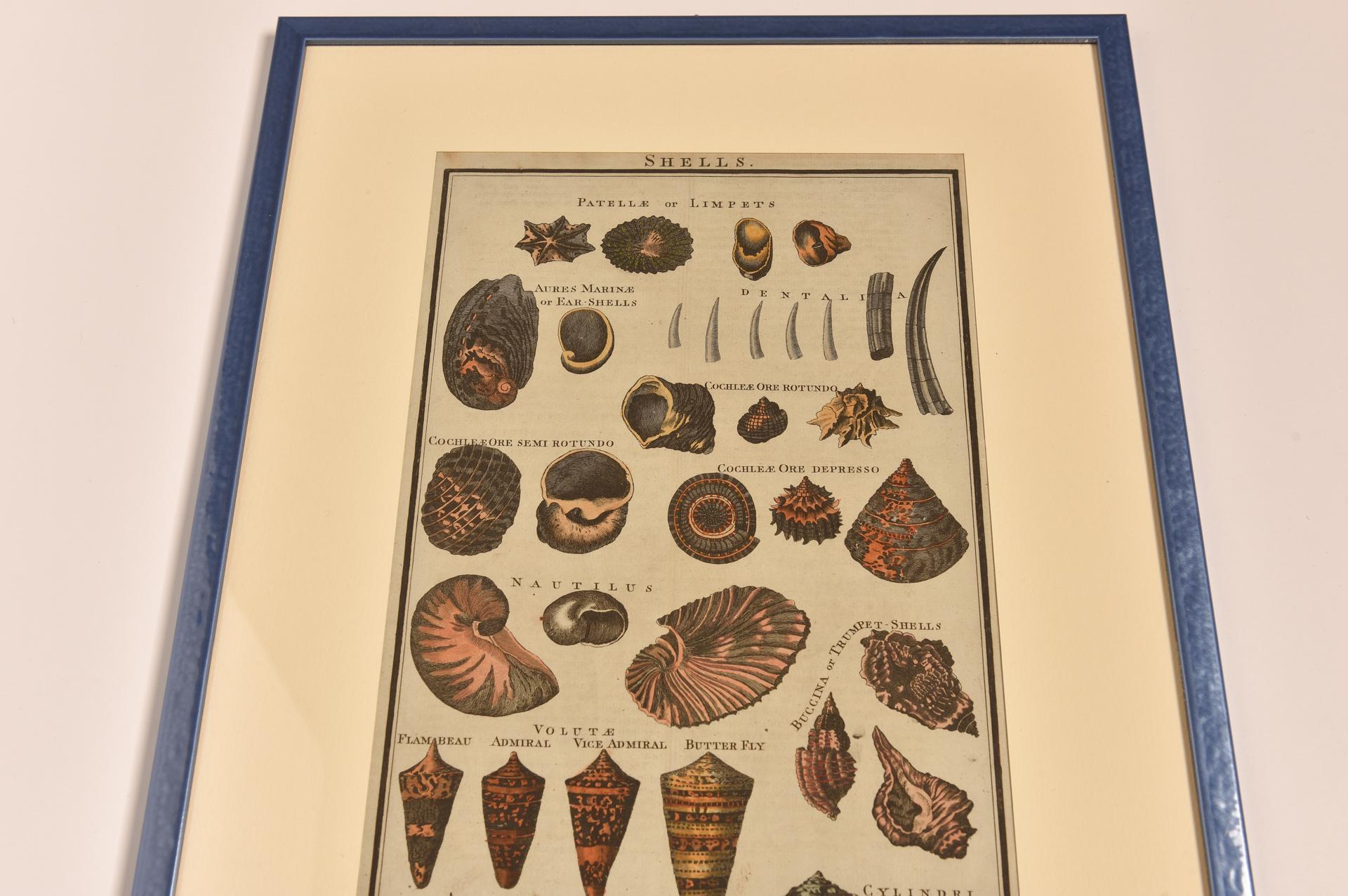 Antique Prints with Shells For Sale 10