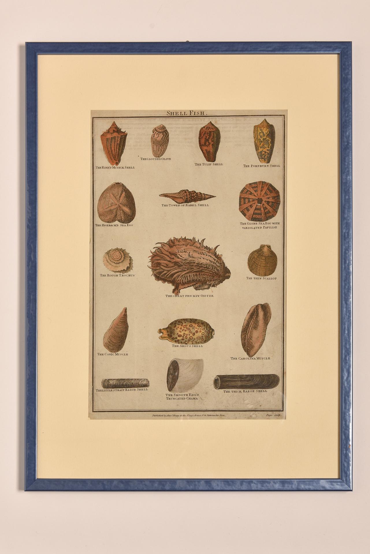 Paper Antique Prints with Shells For Sale