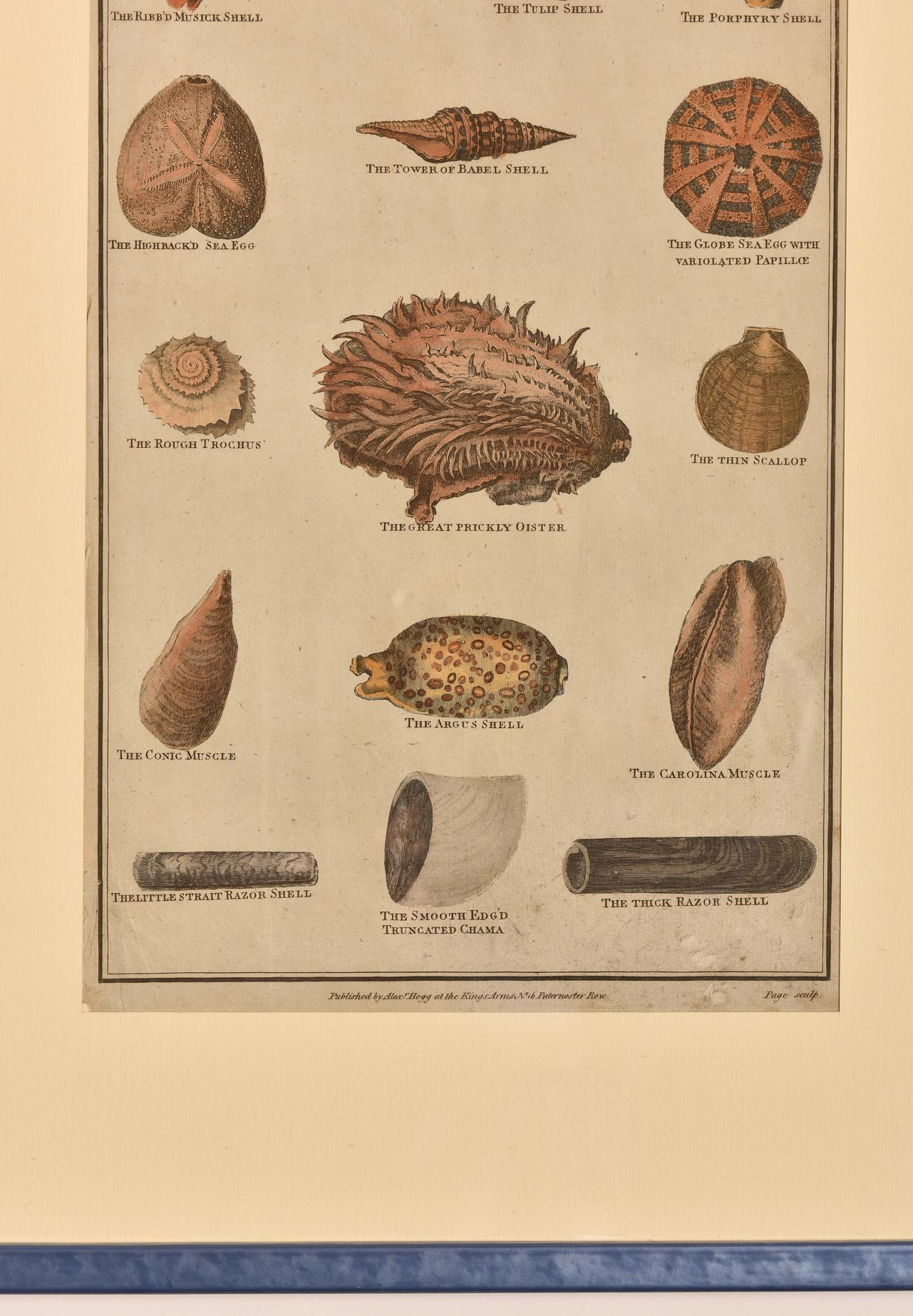 Antique Prints with Shells For Sale 1