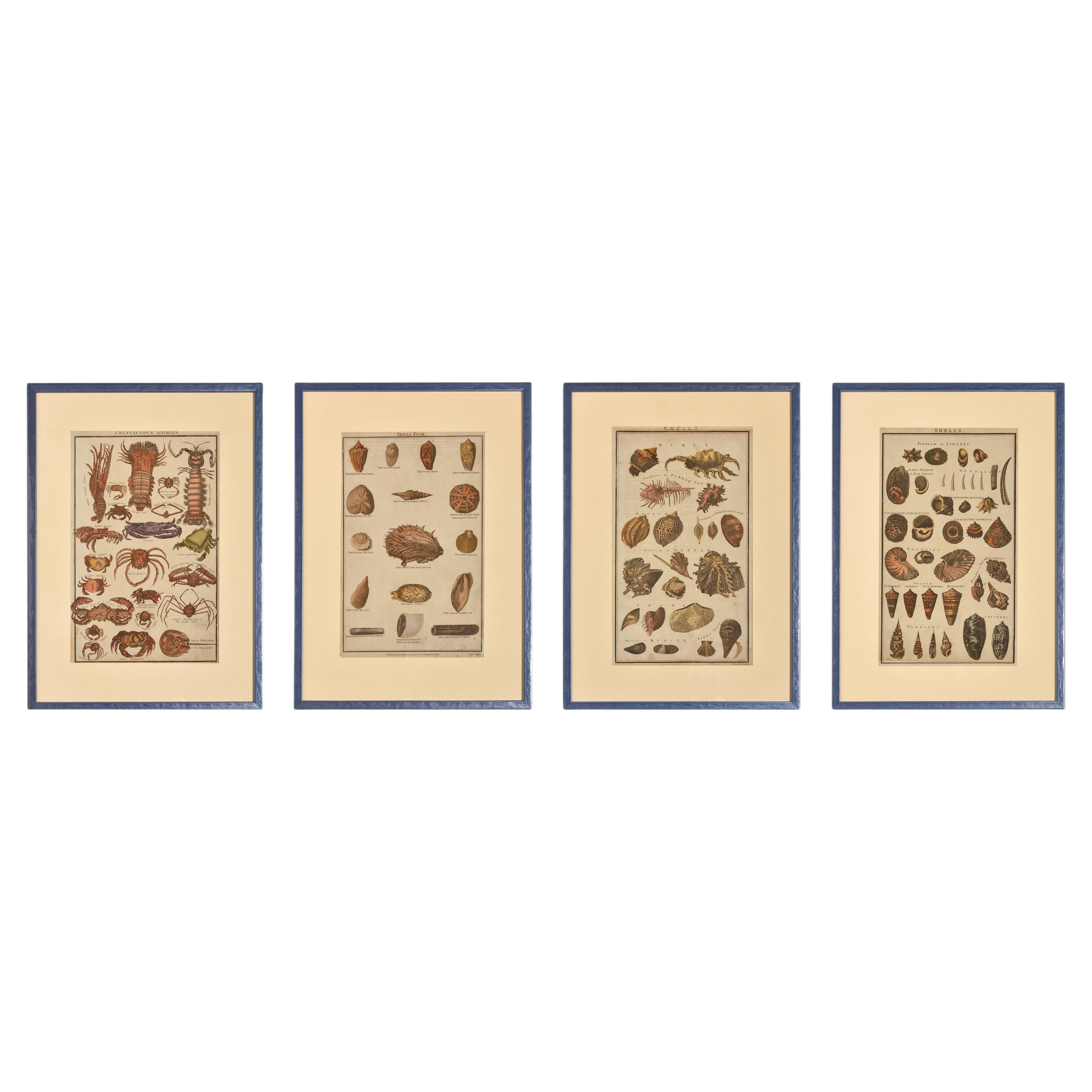 Antique Prints with Shells For Sale