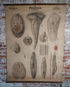 Antike Protozoen Biologische Karte