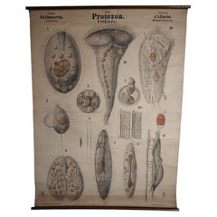 Antique Protozoa Biological Chart