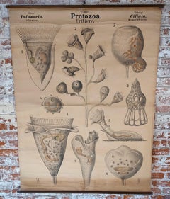 Antique Protozoa Biological Wall Chart