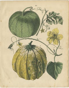 Antique Pumpkin and Cucumber Botanical Prints, Garden Fruits, Germany 1852