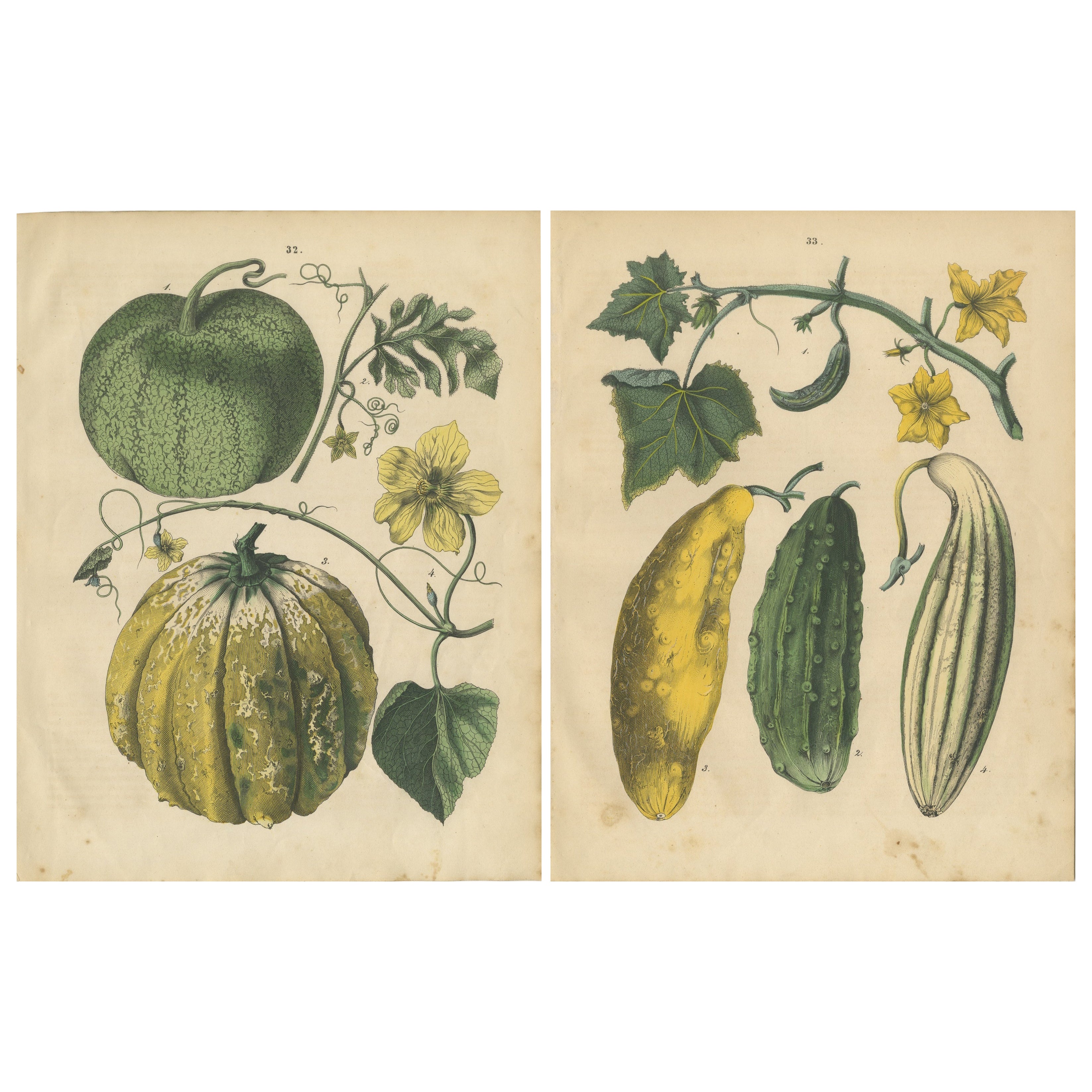 Antique Pumpkin and Cucumber Botanical Prints, Garden Fruits, Germany 1852