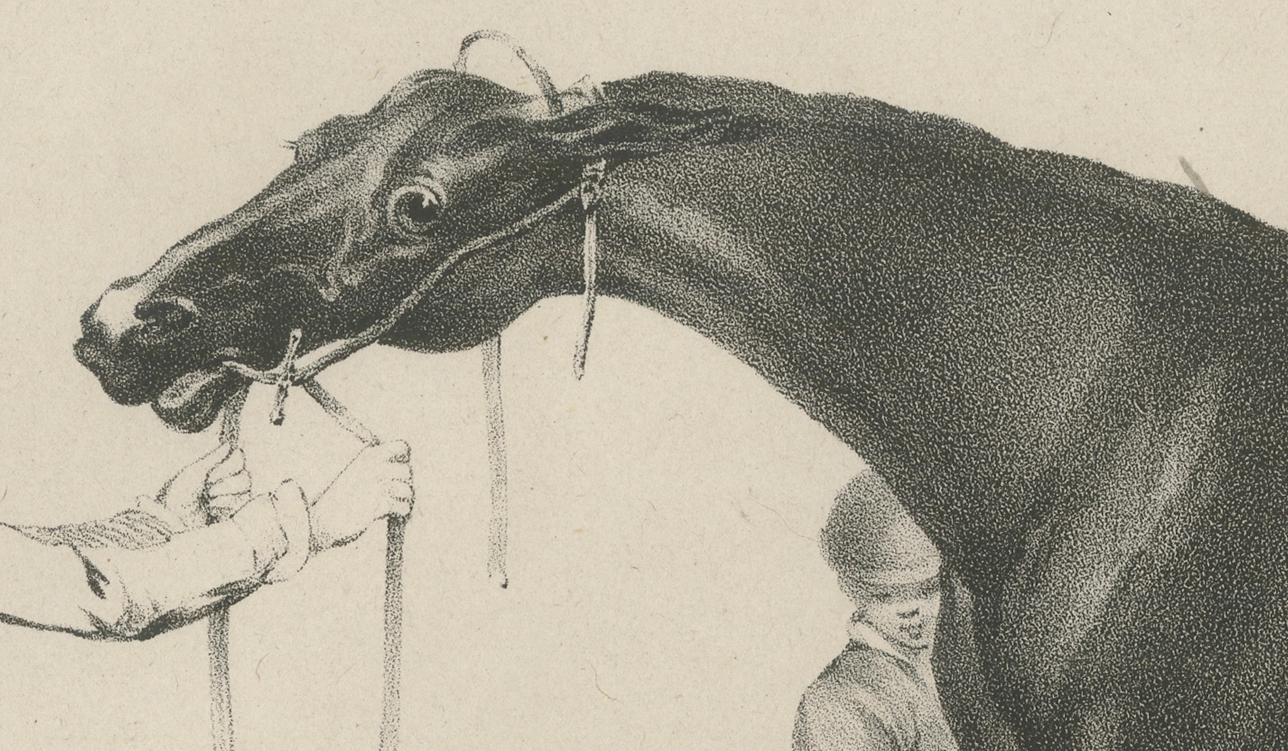 Antique Racehorse Training Scene, Hullmandel Sporting Lithograph c.1840