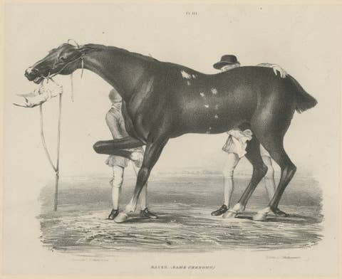 Antique Racehorse Training Scene, Hullmandel Sporting Lithograph c.1840