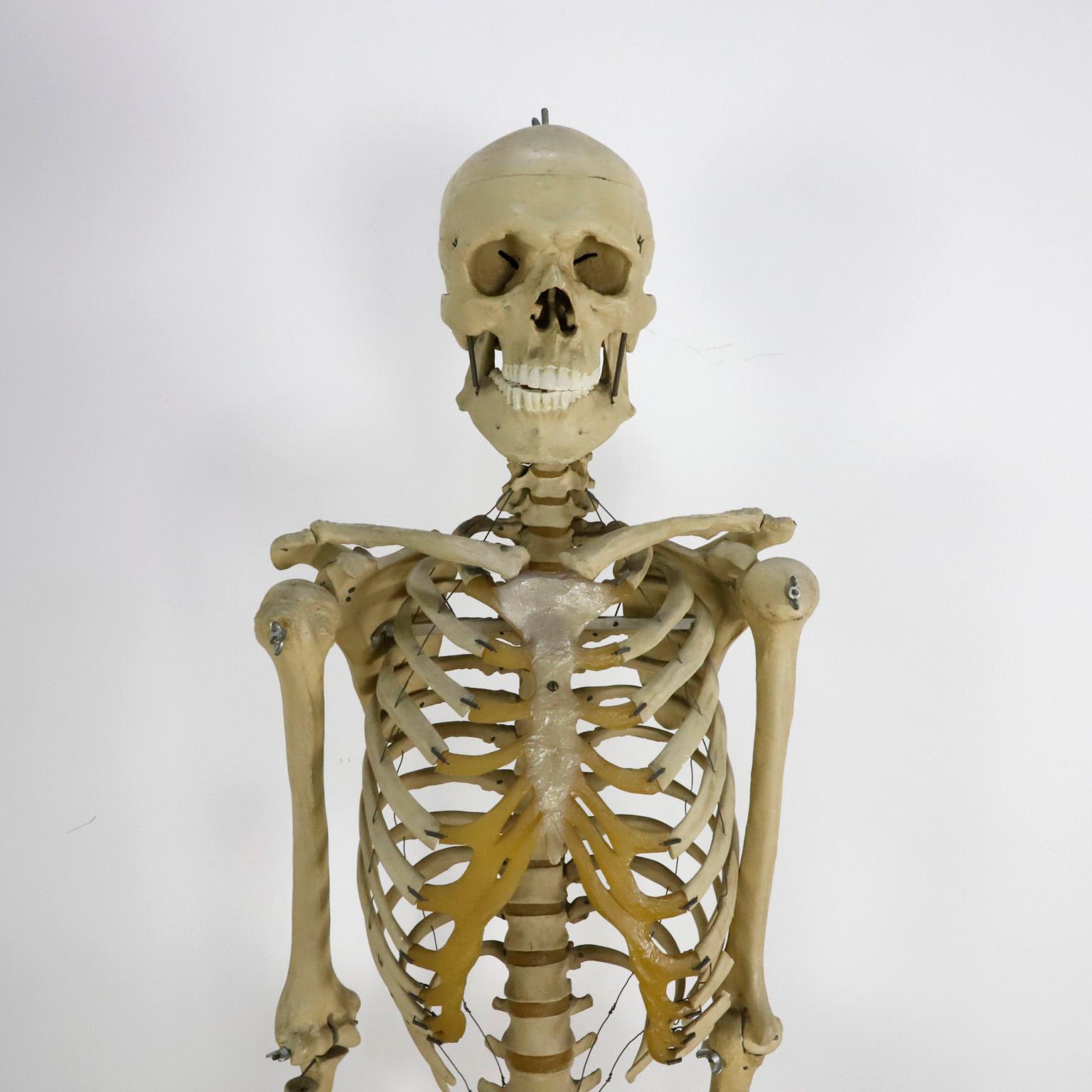 Circa 1950. We offer this Antique Real Size Human Skeleton. Made in resin and wood base.