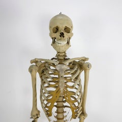 Antique Real Size Human Skeleton