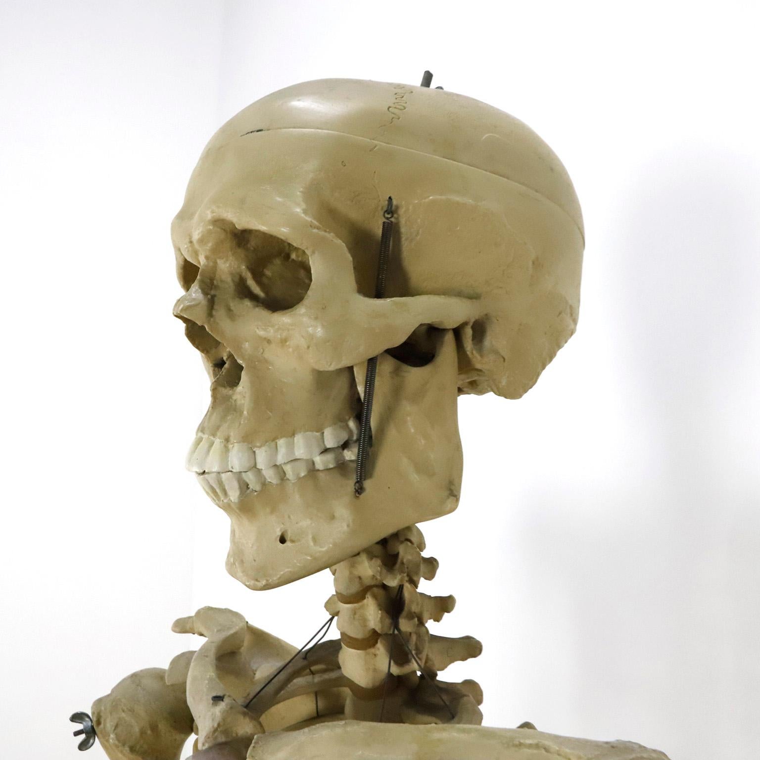 human skeleton real