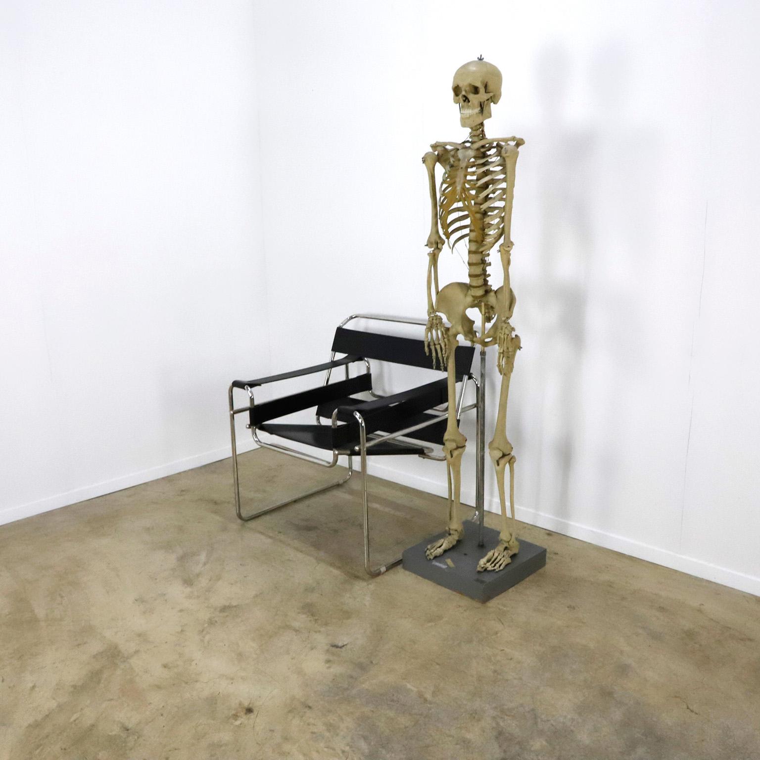 real human skeleton