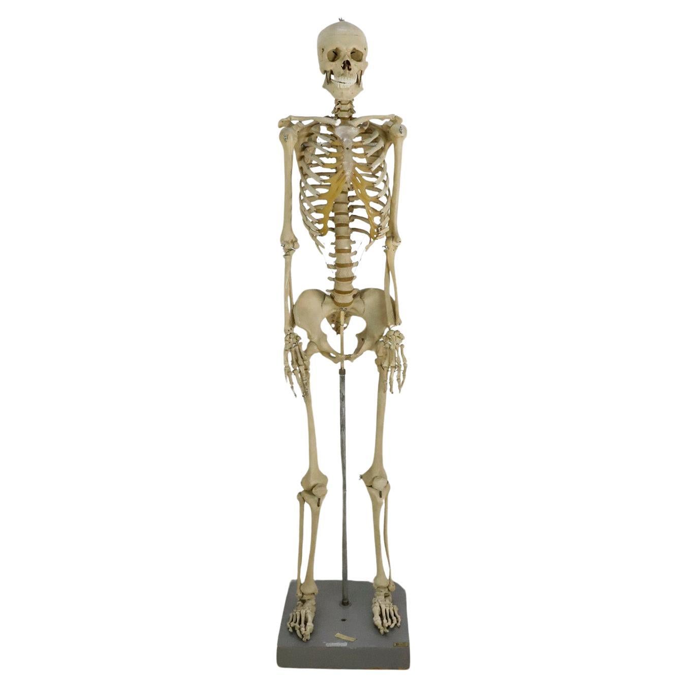 Antikes menschliches Skelett in Realgröße
