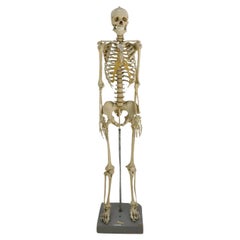 Vintage Real Size Human Skeleton