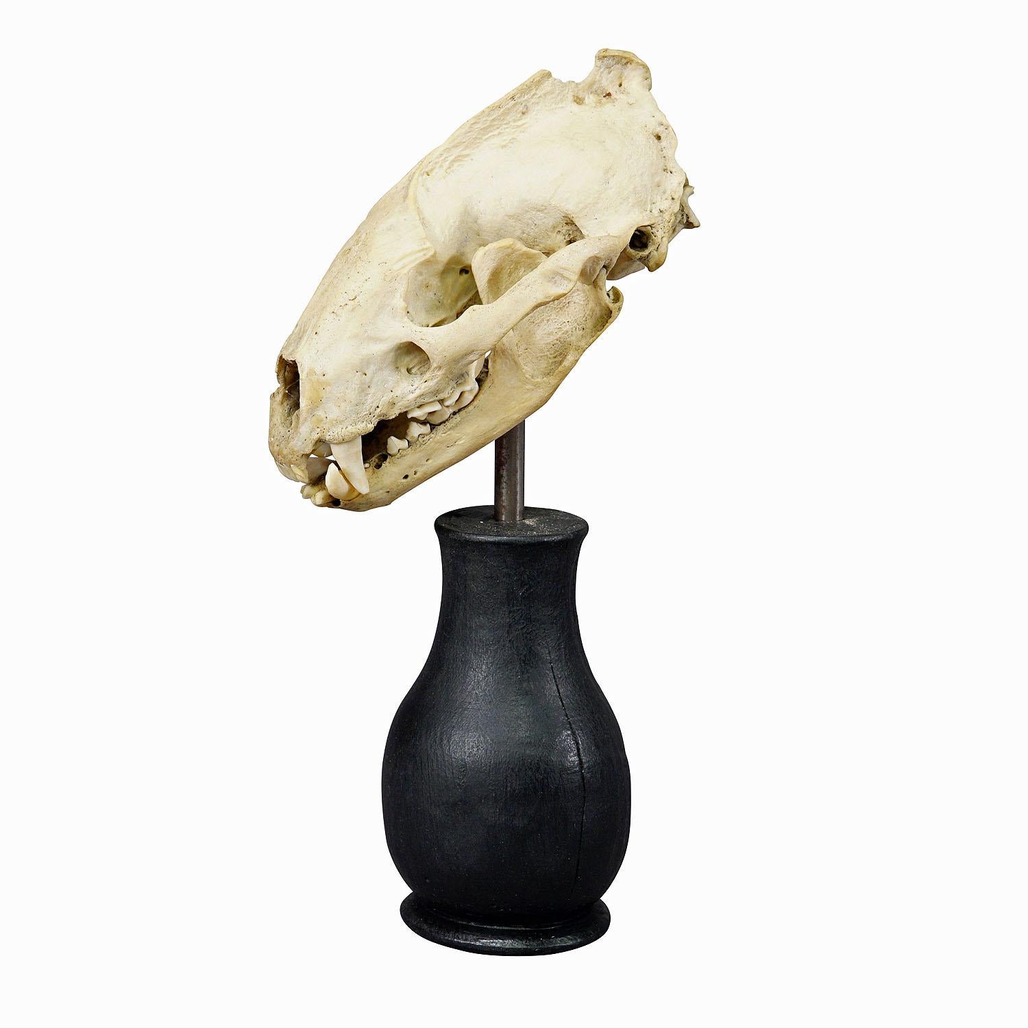 Antique Real Skull of a Badger, Germany ca. 1900s

An antique taxidermied skull of the badger (Meles meles) mounted on an ebonized wooden turned base. Derived from the biological collection of monastery Weissenhorn in Southern Germany. 

This