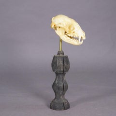 Antique Real Skull of a Badger, Germany ca. 1900s