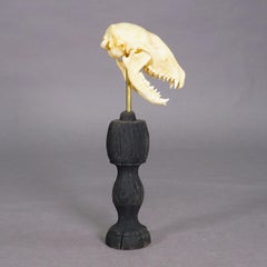 Antique Real Skull of a Badger, Germany ca. 1900s
