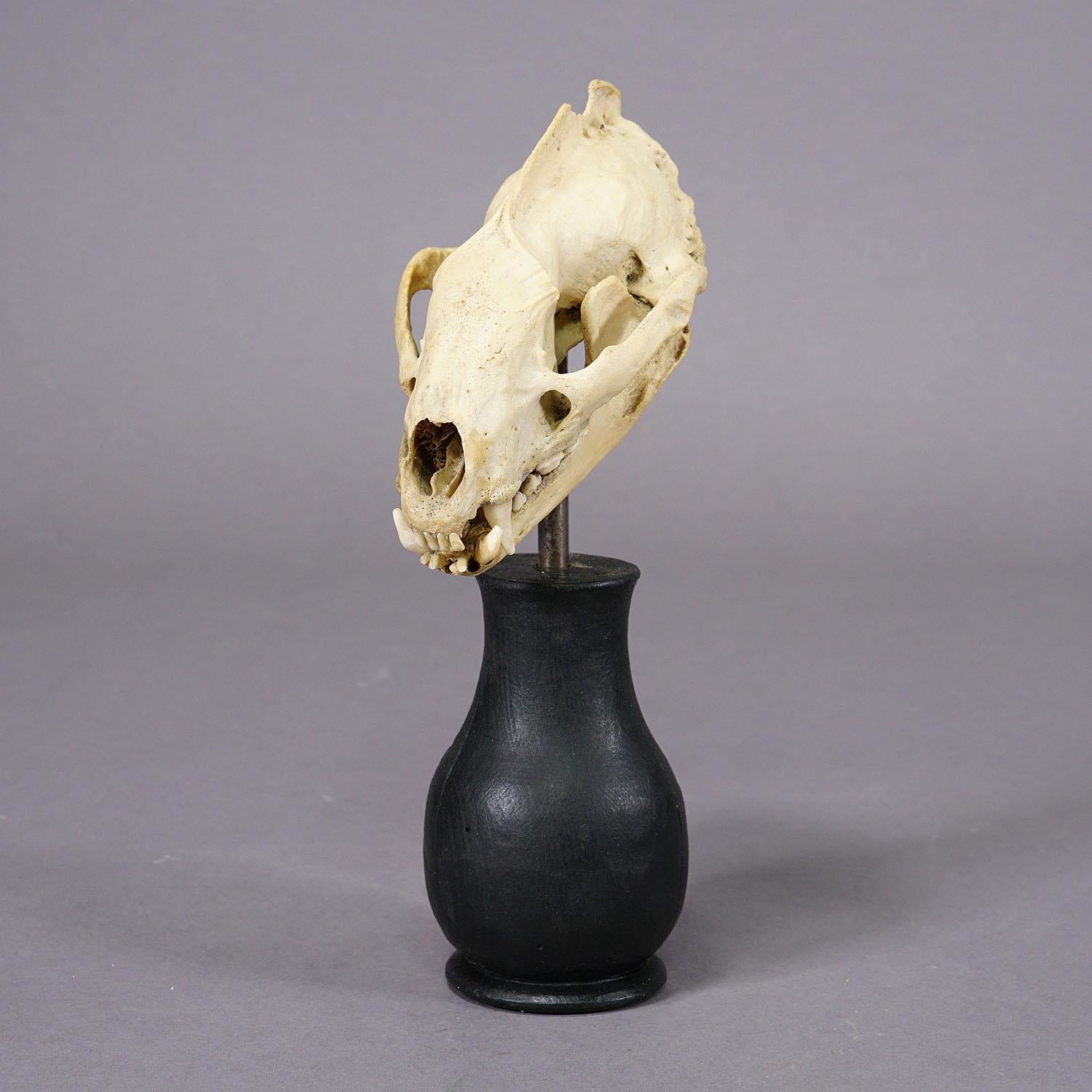 Artisanat Ancien crâne réel d'un bouffon, Allemagne, vers 1900 en vente