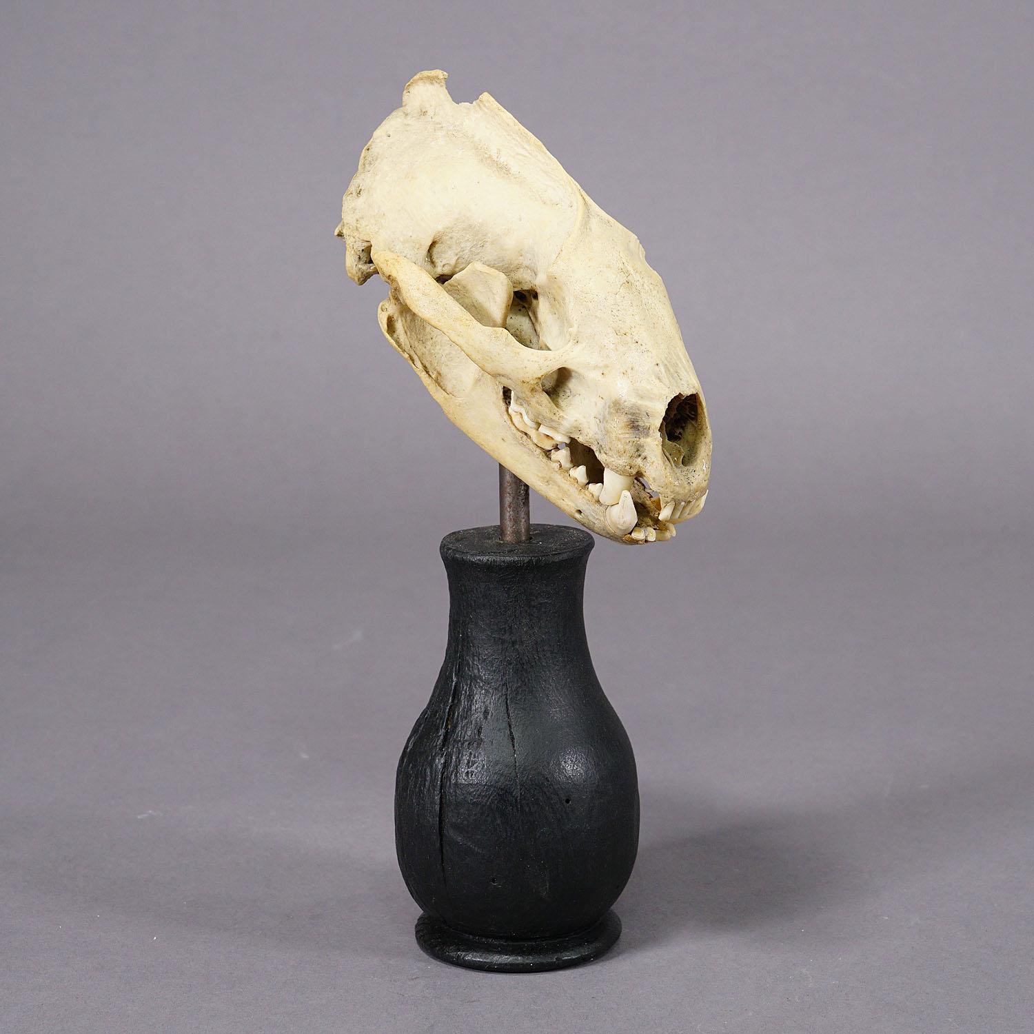 Allemand Ancien crâne réel d'un bouffon, Allemagne, vers 1900 en vente