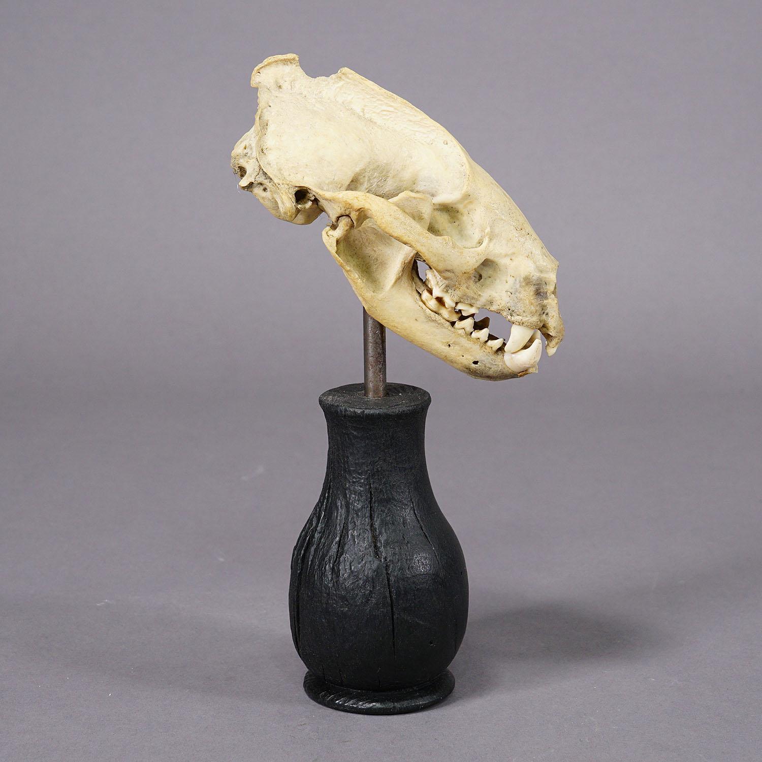 Folk Art Antique Real Skull of a Badger, Germany ca. 1900s For Sale
