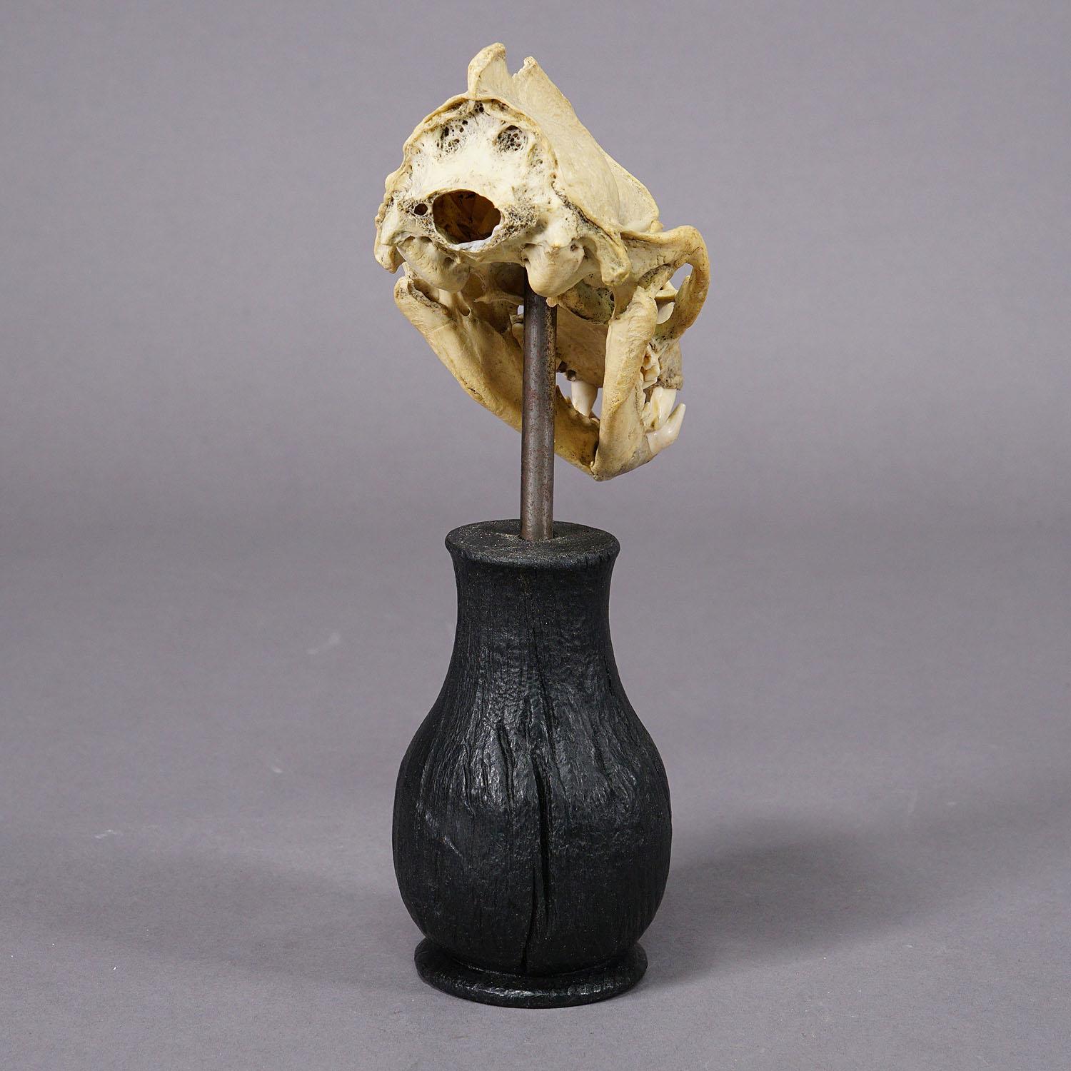 Ancien crâne réel d'un bouffon, Allemagne, vers 1900 Bon état - En vente à Berghuelen, DE