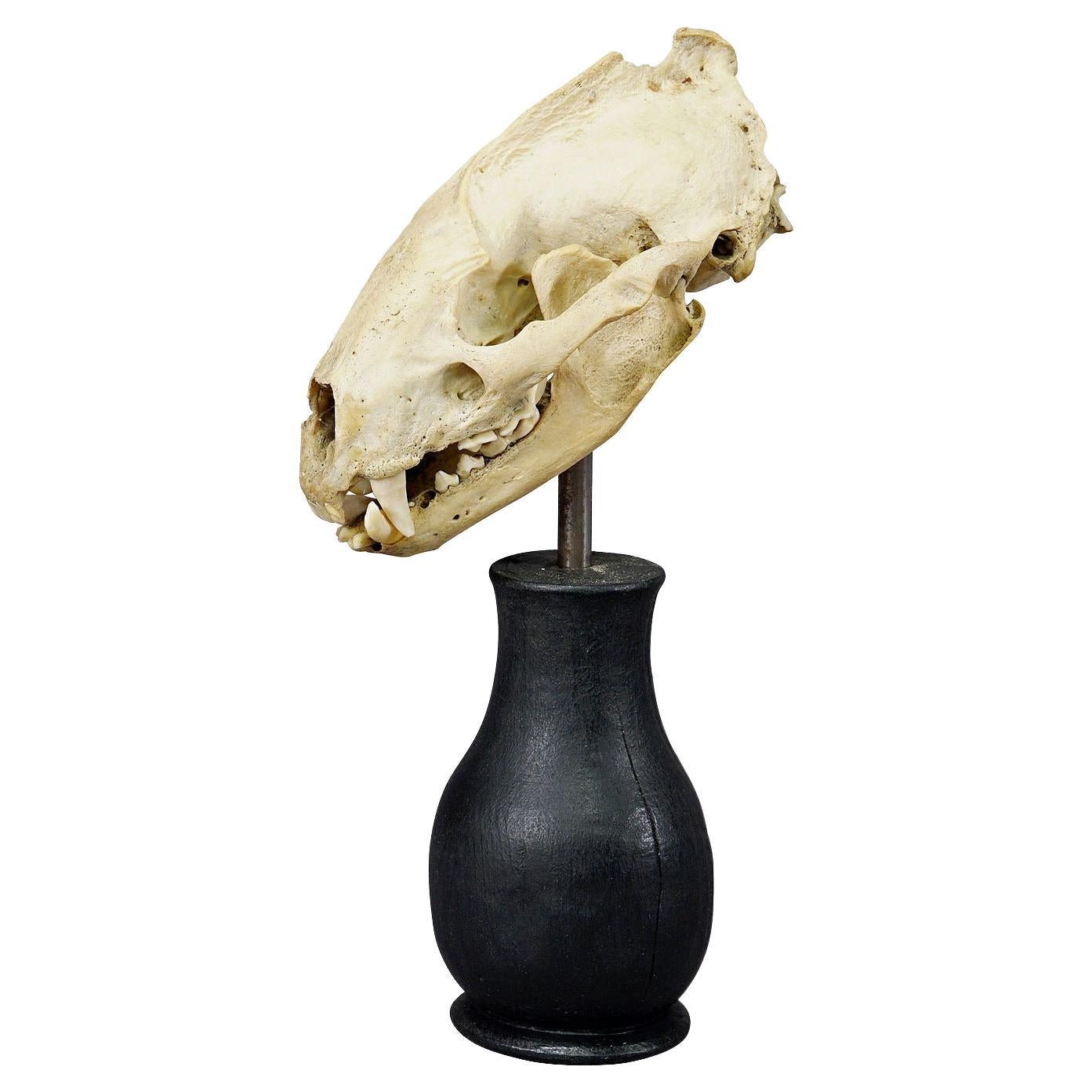 Antique Real Skull of a Badger, Germany ca. 1900s For Sale