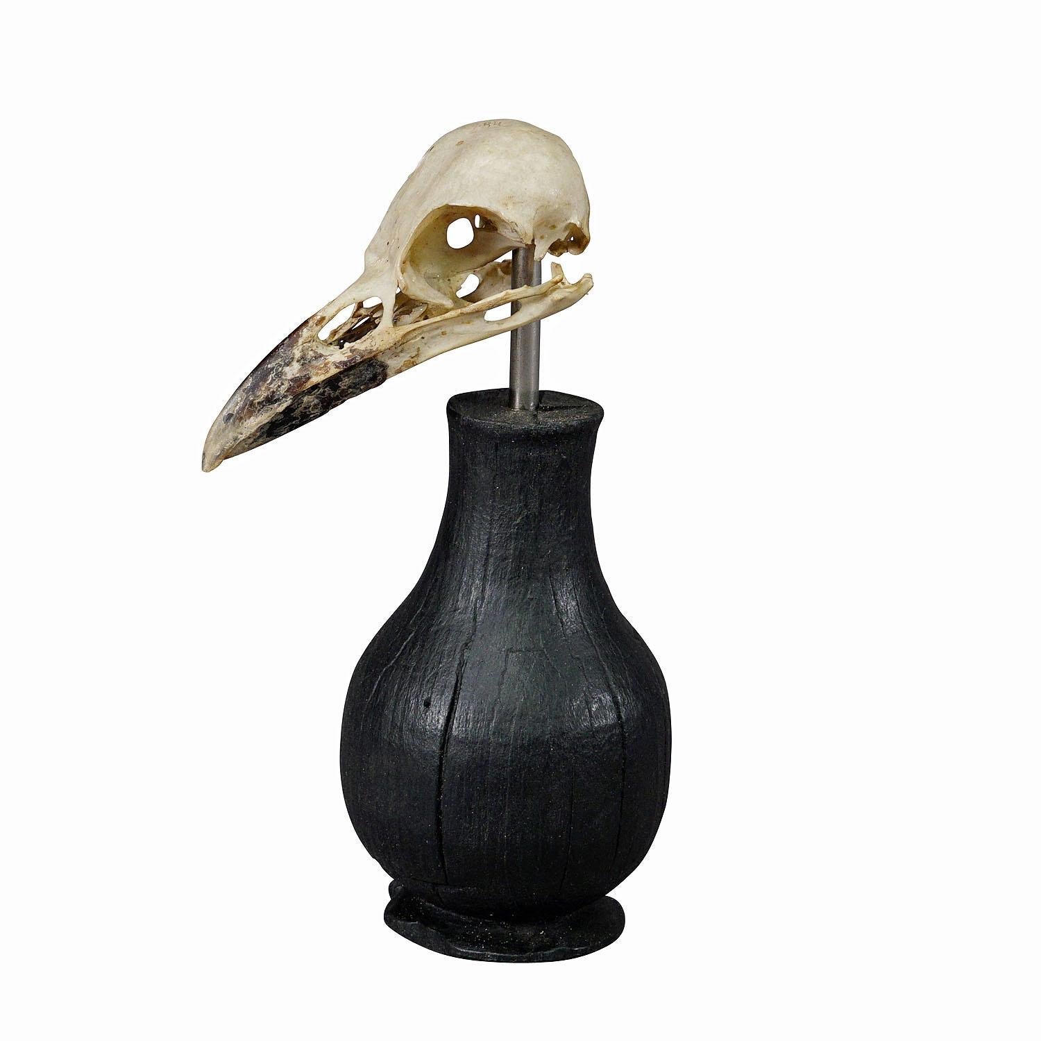 Antique Real Skull of a Crow or Magpie, Germany ca. 1900s

An antique taxidermied skull of the crow (Corvidae) mounted on an ebonized wooden turned base. Derived from the biological collection of monastery Weissenhorn in Southern Germany. 

This